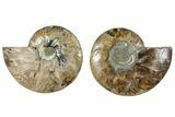 Cut & Polished, Crystal-Filled Ammonite Fossil - Madagascar #292798-1